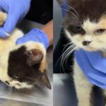 Foto: Kondisi kucing Uya Kuya di tempat penampungan hewan. Sumber: Istimewa. Foto: Kondisi kucing Uya Kuya di tempat penampungan hewan. Sumber: Istimewa.