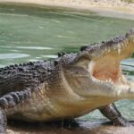Warga Balikpapan Hilang Usai Diterkam Buaya Saat Memancing di Sungai Kariangau