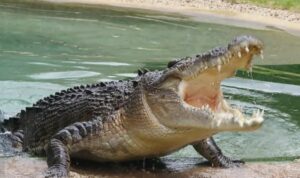 Warga Balikpapan Hilang Usai Diterkam Buaya Saat Memancing di Sungai Kariangau