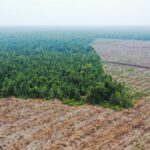 Foto: Pembabatan hutan untuk perkebunan kelapa sawit di Provinsi Kalimantan Barat. Sumber: Mongabay. Foto: Pembabatan hutan untuk perkebunan kelapa sawit di Provinsi Kalimantan Barat. Sumber: Mongabay.