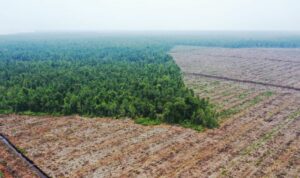 Foto: Pembabatan hutan untuk perkebunan kelapa sawit di Provinsi Kalimantan Barat. Sumber: Mongabay. Foto: Pembabatan hutan untuk perkebunan kelapa sawit di Provinsi Kalimantan Barat. Sumber: Mongabay.