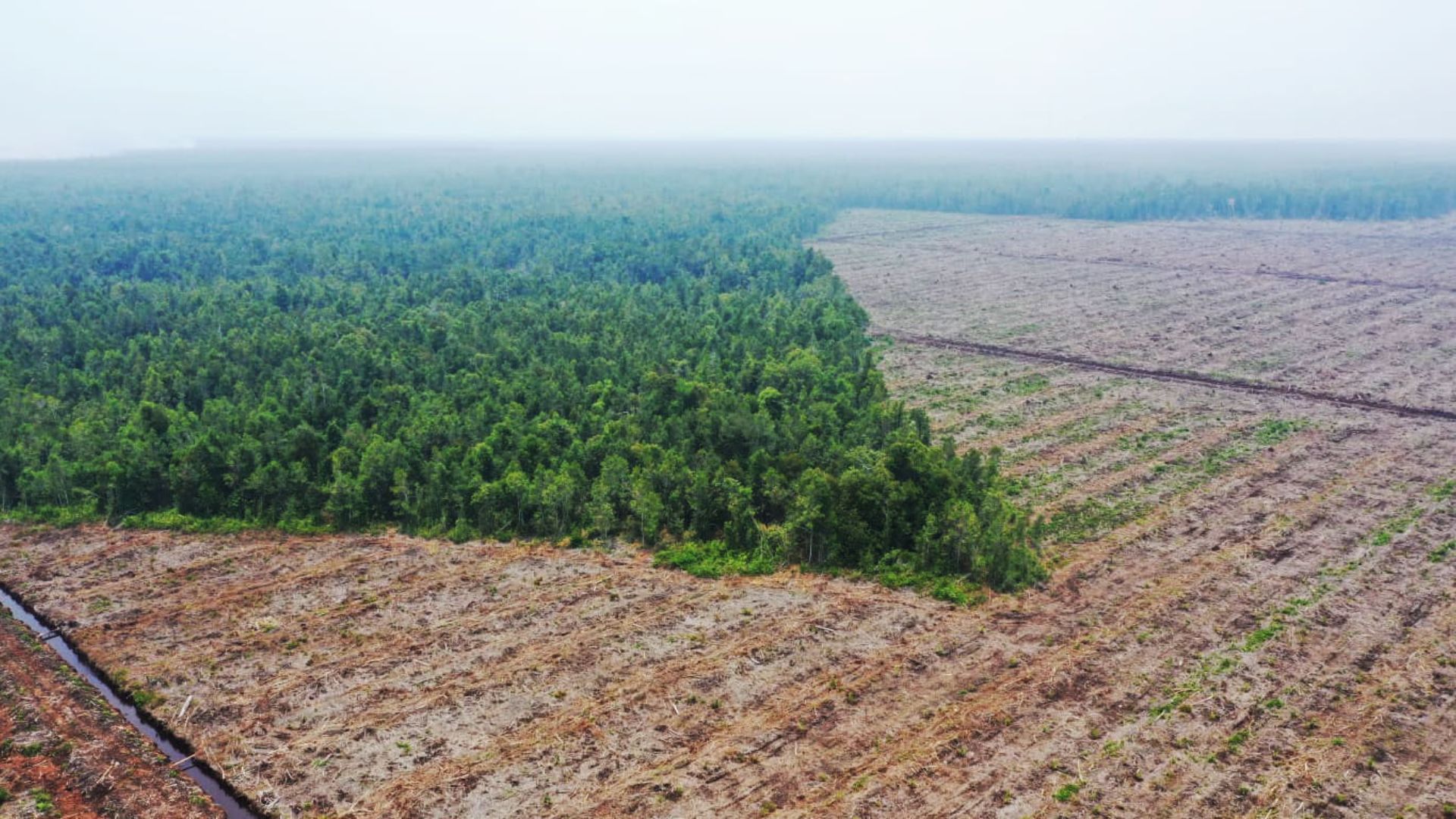 Foto: Pembabatan hutan untuk perkebunan kelapa sawit di Provinsi Kalimantan Barat. Sumber: Mongabay.
