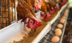 Ilustrasi peternakan ayam. ©Shutterstock/tukkata