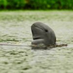 Foto: Hewan Pesut Mahakam yang Kini Terancam Punah. Sumber: Istimewa.