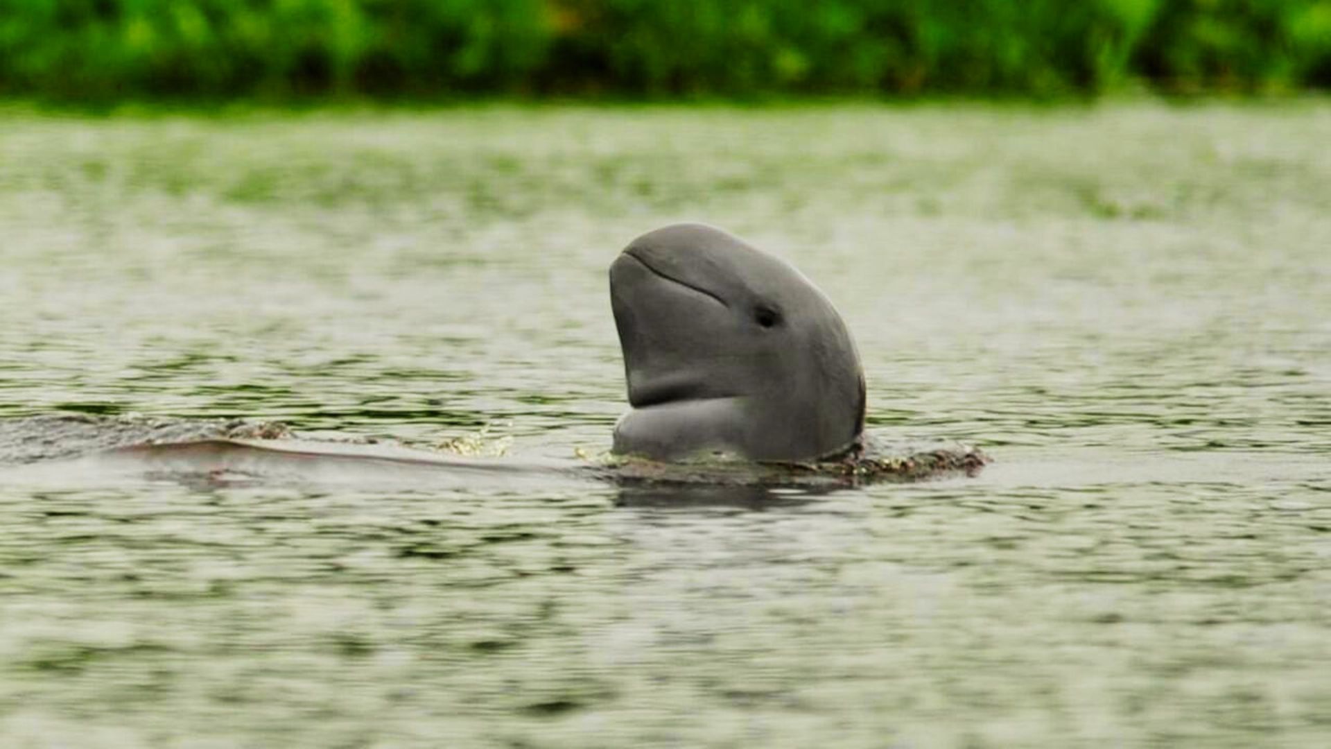 Foto: Hewan Pesut Mahakam yang Kini Terancam Punah. Sumber: Istimewa.