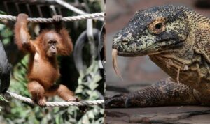 Foto: Satwa Liar yang dilindungi. Sumber: Istimewa.