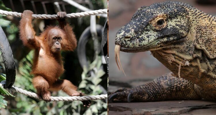 Foto: Satwa Liar yang dilindungi. Sumber: Istimewa.