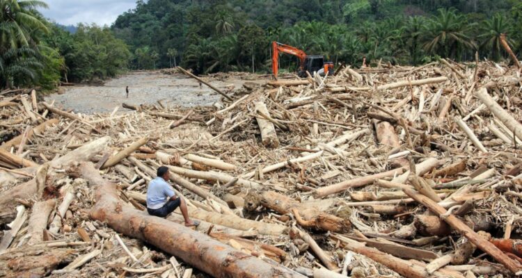 Foto: Kayu gelondongan yang terbawa arus banjir. Sumber: Istimewa.