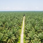 Foto: Perkebunan Sawit di Indonesia. Sumber: Istimewa. Foto: Perkebunan Sawit di Indonesia. Sumber: Istimewa.