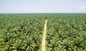 Foto: Perkebunan Sawit di Indonesia. Sumber: Istimewa. Foto: Perkebunan Sawit di Indonesia. Sumber: Istimewa.