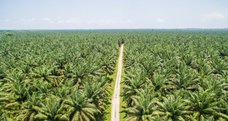 Foto: Perkebunan Sawit di Indonesia. Sumber: Istimewa.