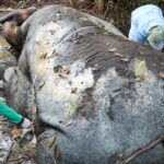 Foto: Seekor gajah mati dalam kondisi termutilasi di Kecamatan Ukui, Kabupaten Pelalawan, Riau. Sumber: Istimewa.