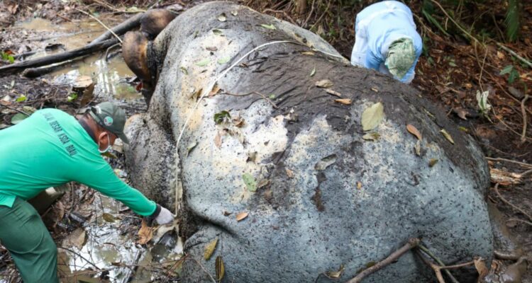Foto: Seekor gajah mati dalam kondisi termutilasi di Kecamatan Ukui, Kabupaten Pelalawan, Riau. Sumber: Istimewa.