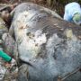 Foto: Seekor gajah mati dalam kondisi termutilasi di Kecamatan Ukui, Kabupaten Pelalawan, Riau. Sumber: Istimewa.