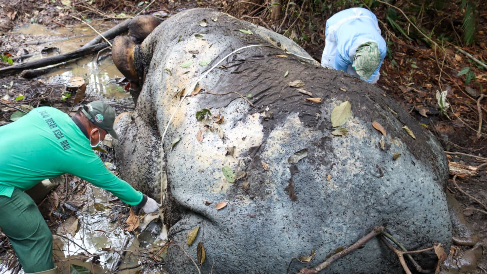 Foto: Seekor gajah mati dalam kondisi termutilasi di Kecamatan Ukui, Kabupaten Pelalawan, Riau. Sumber: Istimewa.